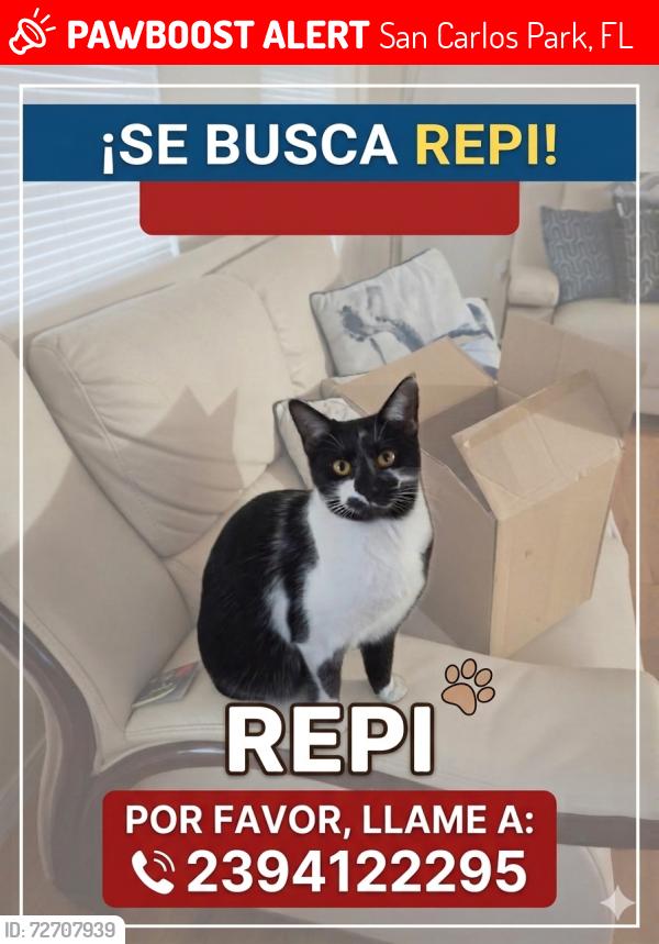 Lost Female Cat last seen Tangelo blvd, miami blvd, murcott dr, temple rd , San Carlos Park, FL 33967