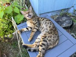 Lost Male Cat last seen John ave and Smith St, Portland, OR 97203