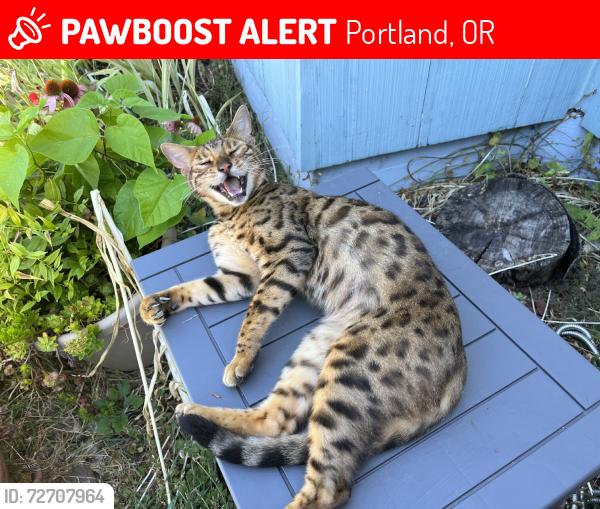 Lost Male Cat last seen John ave and Smith St, Portland, OR 97203