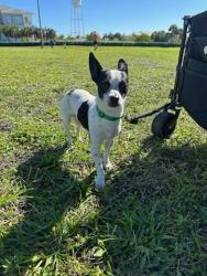 Found/Stray Male Dog last seen Family Dollar, Lake Worth Beach, FL 33460