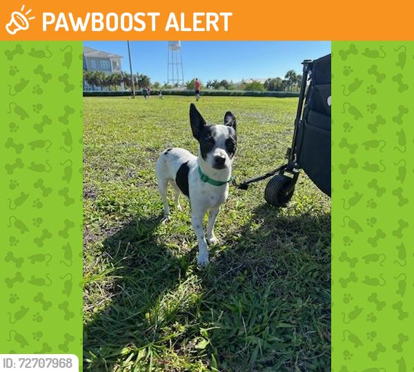 Found/Stray Male Dog last seen Family Dollar, Lake Worth Beach, FL 33460