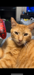 Lost Male Cat last seen River plantation, conroe, tx , Conroe, TX 77302