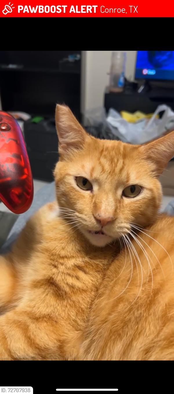 Lost Male Cat last seen River plantation, conroe, tx , Conroe, TX 77302