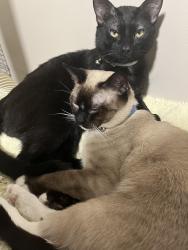 Lost Male Cat last seen Highland Dr, Lincolnton,NC, Sumerrow Rd,Lincolnton,Nc, Highland bluff Ct,Lincolnton,NC and Lakelanda as, Lincolnton,NC, Lincolnton, NC 28092