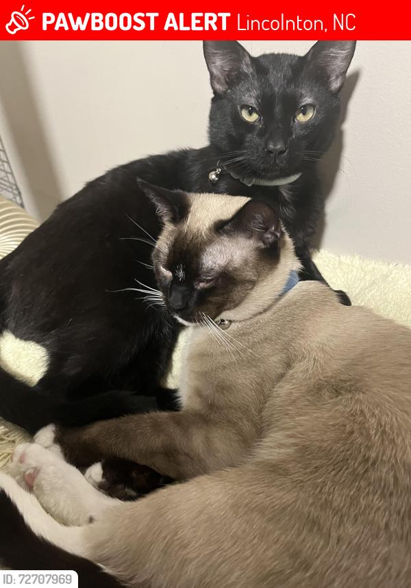Lost Male Cat last seen Highland Dr, Lincolnton,NC, Sumerrow Rd,Lincolnton,Nc, Highland bluff Ct,Lincolnton,NC and Lakelanda as, Lincolnton,NC, Lincolnton, NC 28092