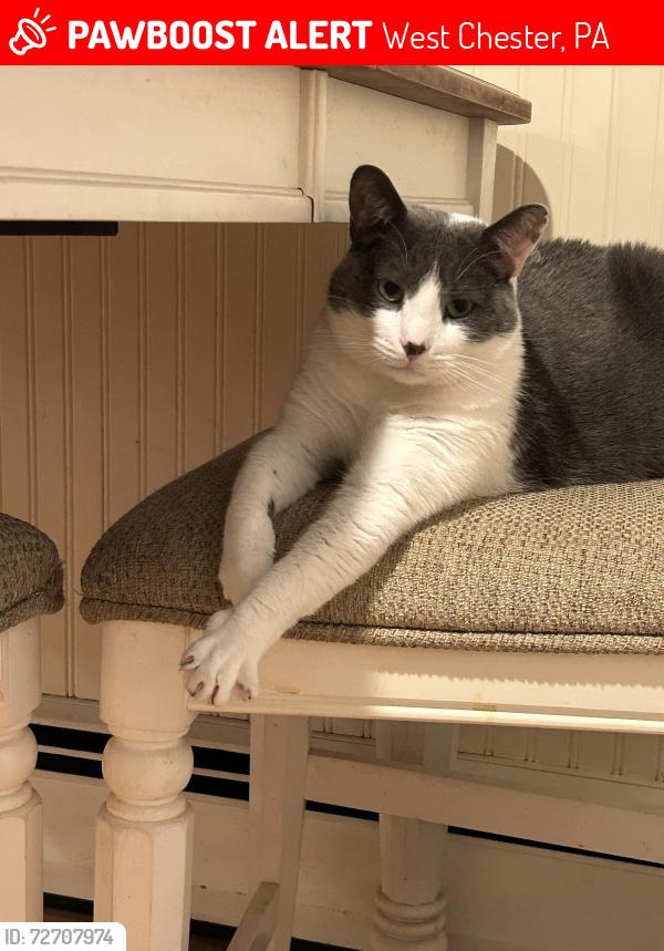 Lost Male Cat last seen Carmac and Marlboro , West Chester, PA 19382
