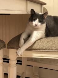 Lost Male Cat last seen Carmac and Marlboro , West Chester, PA 19382