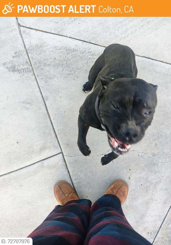 Found/Stray Female Dog last seen 7th & G St, near the Colton McDonald's, Colton, CA 92324