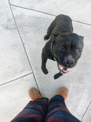 Found/Stray Female Dog last seen 7th & G St, near the Colton McDonald's, Colton, CA 92324