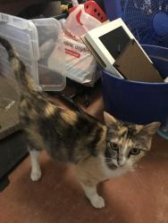 Lost Female Cat last seen Chaffee crossing historic district, Fort Smith, AR 72916