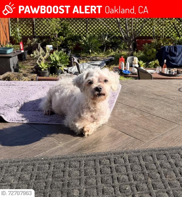 Lost Male Dog last seen Wood & 9th st , Oakland, CA 94607