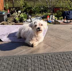 Lost Male Dog last seen Wood & 9th st , Oakland, CA 94607