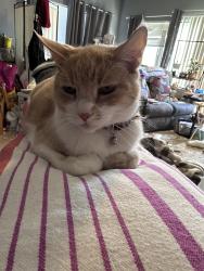 Lost Male Cat last seen Beckwourth and Golden Highlands court , Reno, NV 89506