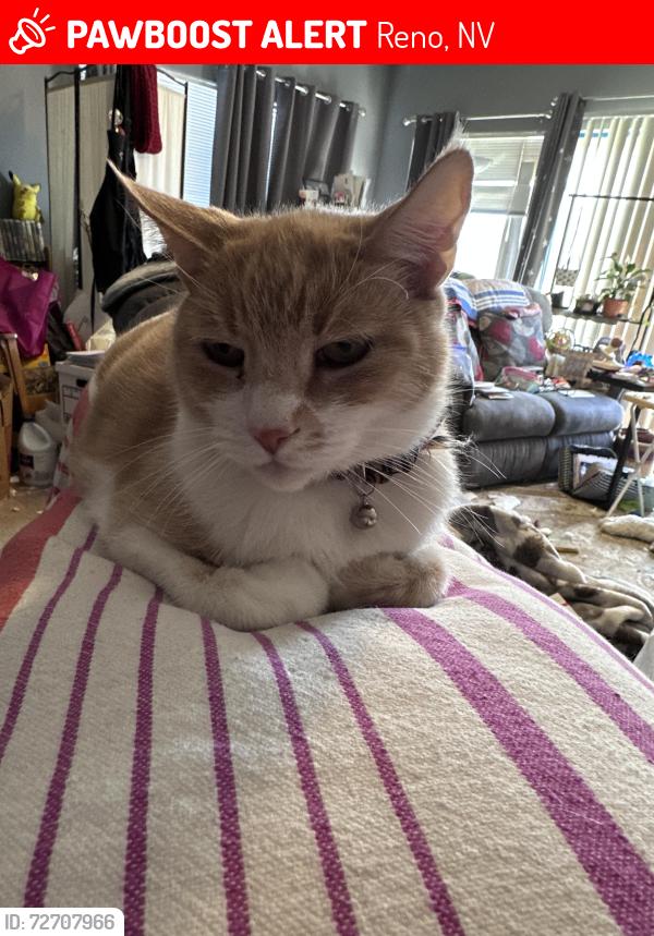 Lost Male Cat last seen Beckwourth and Golden Highlands court , Reno, NV 89506