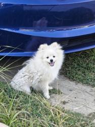 Found/Stray Unknown Dog last seen berryessa, Ventura, CA 93004
