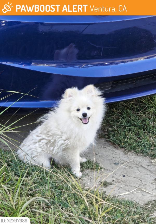 Found/Stray Unknown Dog last seen berryessa, Ventura, CA 93004