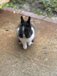 Lost Male Rabbit last seen 5201–5267 NW 26th St Lauderhill, FL, Lauderhill, FL 33313