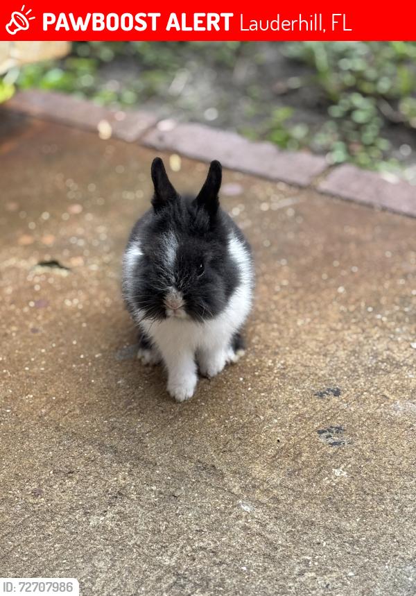 Lost Male Rabbit last seen 5201–5267 NW 26th St Lauderhill, FL, Lauderhill, FL 33313