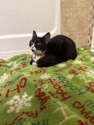 Found/Stray Unknown Cat last seen Redwood, McAllen, TX 78501