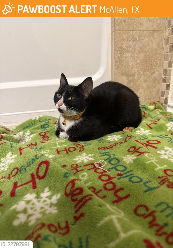 Found/Stray Unknown Cat last seen Redwood, McAllen, TX 78501