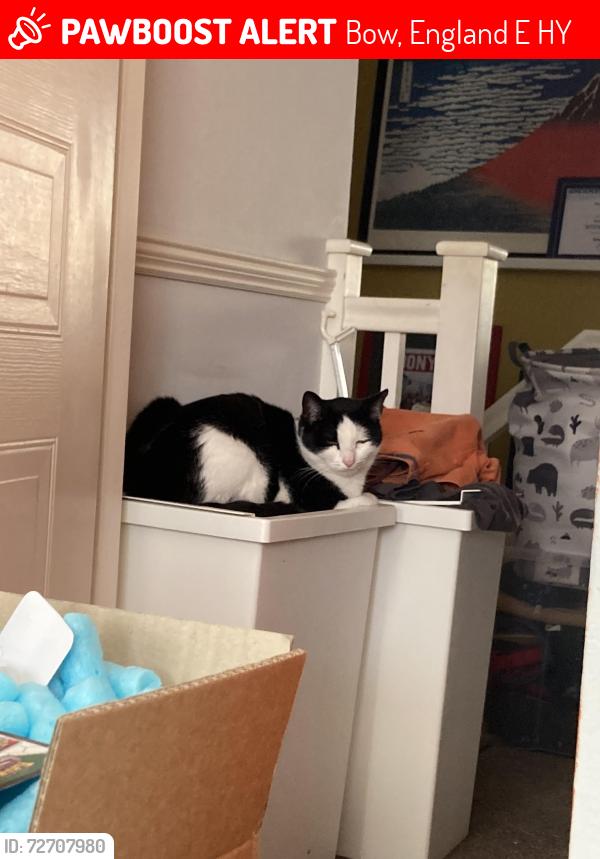 Lost Male Cat last seen Tredegar Road, Roman Road, Bow, England E3 2HY