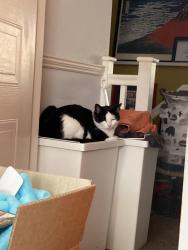 Lost Male Cat last seen Tredegar Road, Roman Road, Bow, England E3 2HY