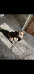 Lost Female Dog last seen 180th and cedar lane , Norman, OK 73026