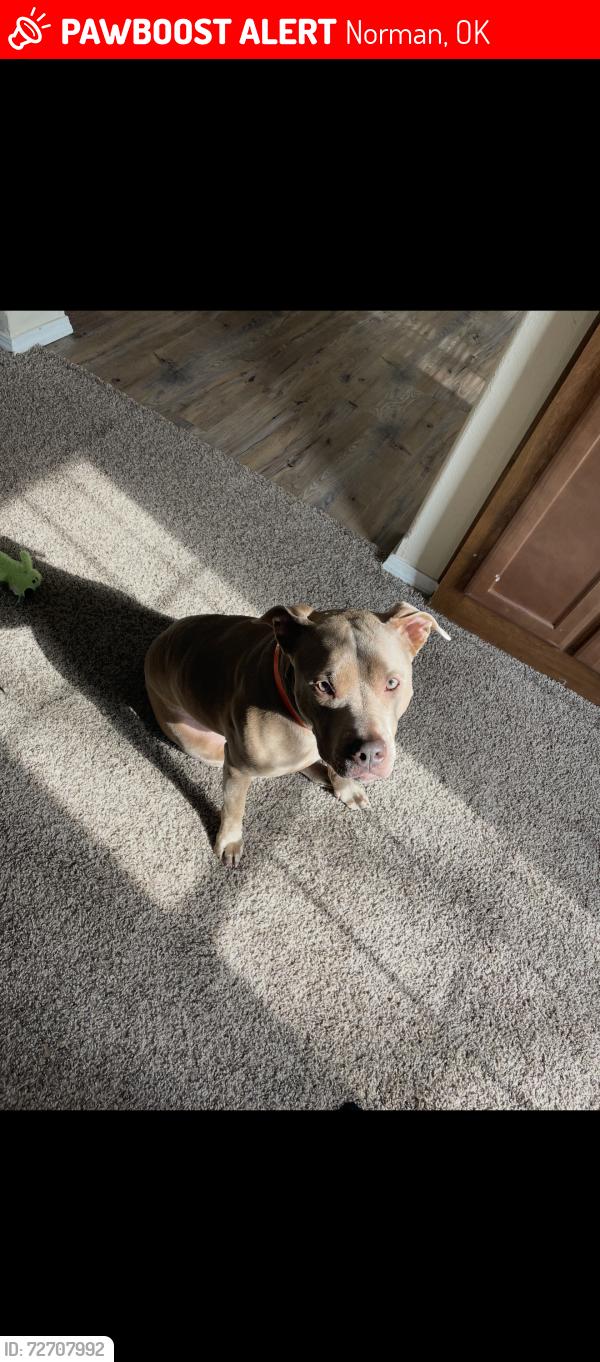 Lost Female Dog last seen 180th and cedar lane , Norman, OK 73026