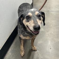 Shelter Stray Female Dog last seen , Tampa, FL 33607