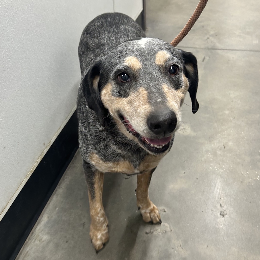 Shelter Stray Female Dog last seen , Tampa, FL 33607
