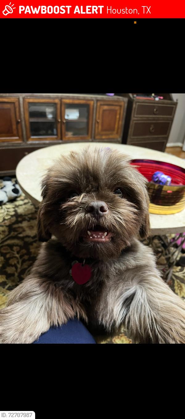 Lost Male Dog last seen Canyon Trail Dr in Cutten Green neighborhood , Houston, TX 77066