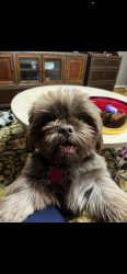 Lost Male Dog last seen Canyon Trail Dr in Cutten Green neighborhood , Houston, TX 77066