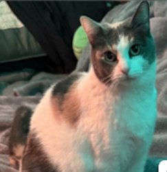 Lost Female Cat last seen Brookes Ave and Park, San Diego, CA 92103