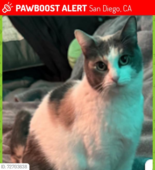 Lost Female Cat last seen Brookes Ave and Park, San Diego, CA 92103