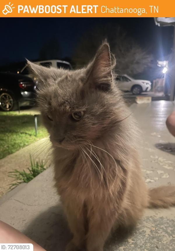 Found/Stray Unknown Cat last seen Forest Highlands chattanooga, Chattanooga, TN 37415