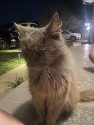 Found/Stray Unknown Cat last seen Forest Highlands chattanooga, Chattanooga, TN 37415