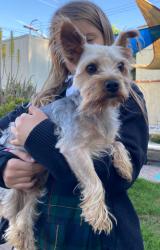 Found/Stray Male Dog last seen 2nd ave & Florence , Los Angeles, CA 90043