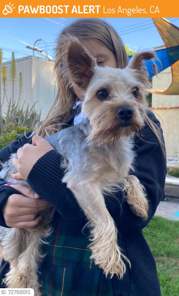 Found/Stray Male Dog last seen 2nd ave & Florence , Los Angeles, CA 90043