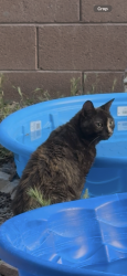 Found/Stray Unknown Cat last seen Near silver rings , North Las Vegas, NV 89031