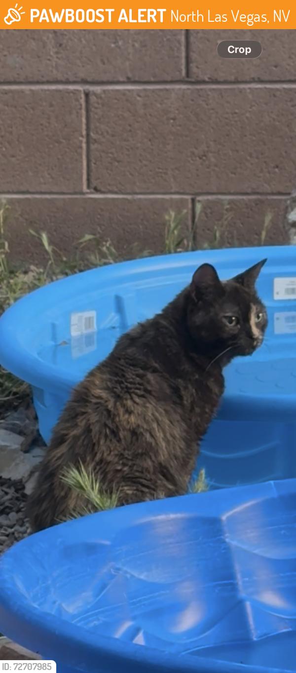 Found/Stray Unknown Cat last seen Near silver rings , North Las Vegas, NV 89031