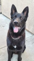 Lost Male Dog last seen Washington st, Livingston, CA 95334