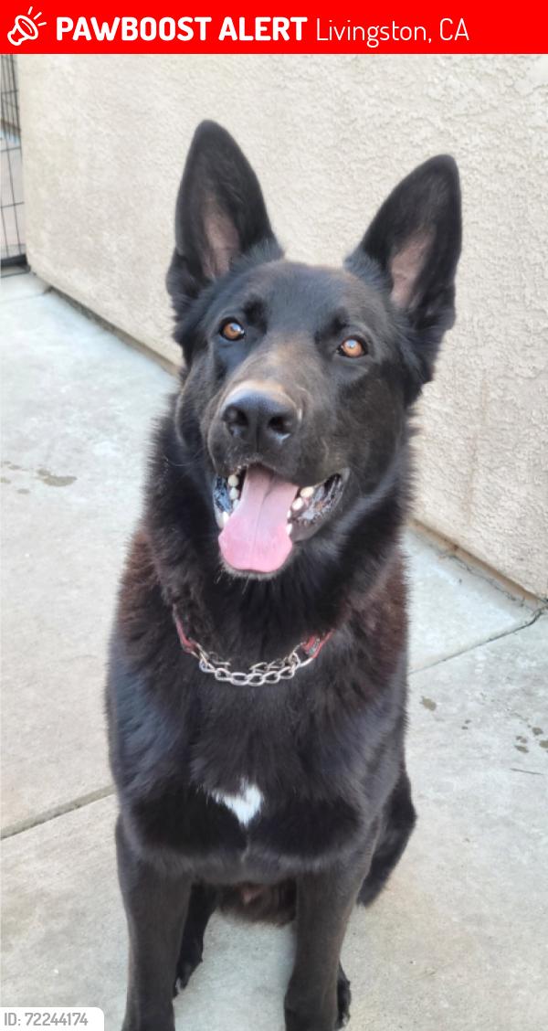 Lost Male Dog last seen Washington st, Livingston, CA 95334