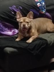 Lost Female Dog last seen dohrman street / mama Lena’s pizza , McKees Rocks, PA 15136