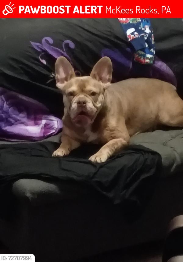 Lost Female Dog last seen dohrman street / mama Lena’s pizza , McKees Rocks, PA 15136