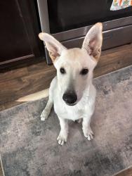 Found/Stray Male Dog last seen sunfall bend in jasmine heights , Harris County, TX 77449