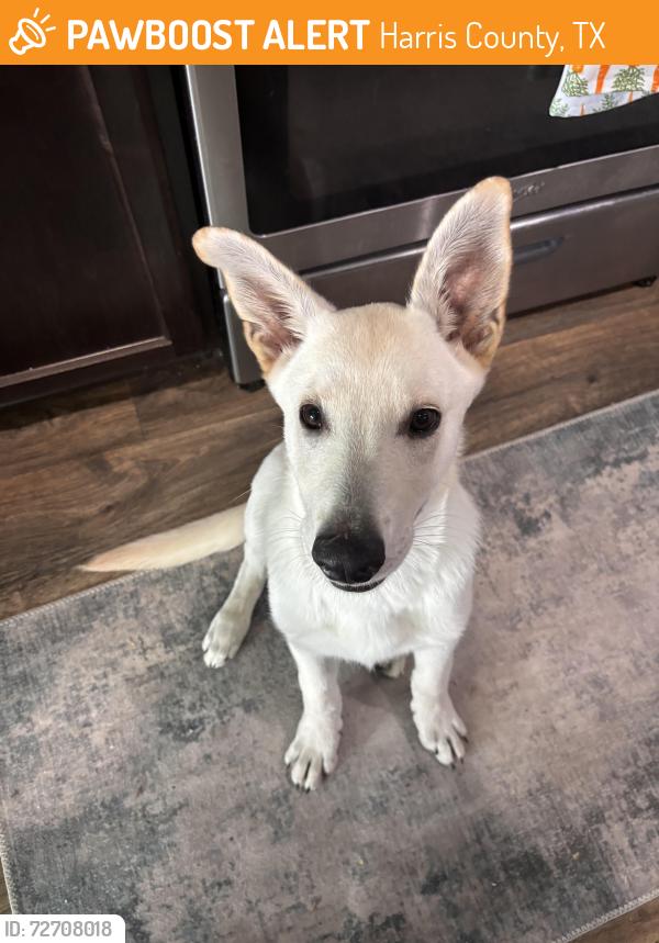 Found/Stray Male Dog last seen sunfall bend in jasmine heights , Harris County, TX 77449