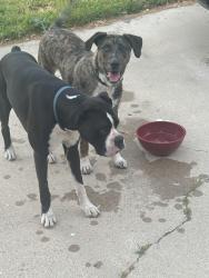 Found/Stray Unknown Dog last seen Hulen and altamesa, Fort Worth, TX 76133