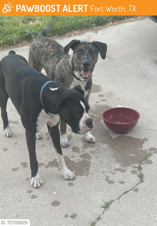 Found/Stray Unknown Dog last seen Hulen and altamesa, Fort Worth, TX 76133