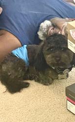 Lost Male Dog last seen Sterling Lakes - Rosharon Tx, Iowa Colony, TX 77583