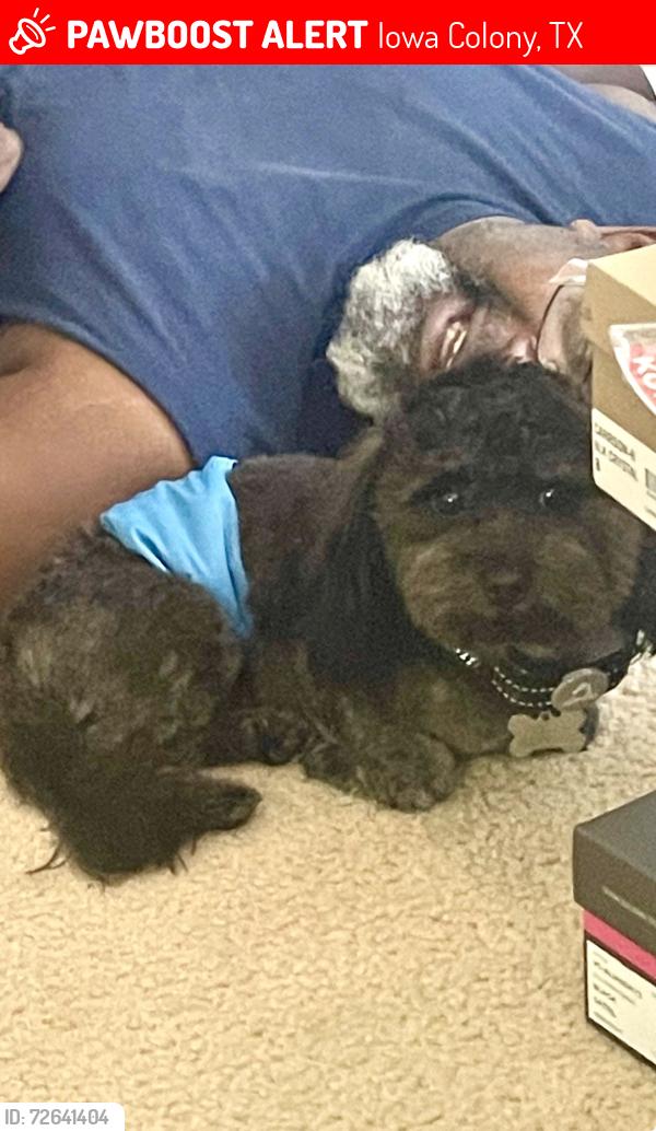 Lost Male Dog last seen Sterling Lakes - Rosharon Tx, Iowa Colony, TX 77583